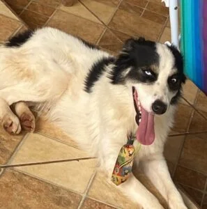 Família busca por cão desaparecido destacando importância do animal para criança com autismo em Chupinguaia