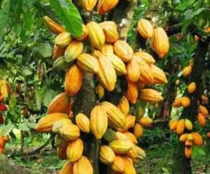 Crise do cacau se agrava no mundo e acende alerta: chocolate pode virar artigo de luxo ou desaparecer até 2050 ?