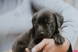 Em Vilhena, prefeitura promove a 1ª Feira de Adoção Responsável de Animais; secretário comenta