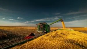 Cotações do milho abrem a segunda-feira subindo 1% na B3