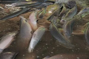 Decisão do Ibama pode restringir produção do pirarucu na piscicultura
