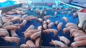 Suinocultura global: alta dos grãos eleva custo da ração na China e aprofunda crise de rentabilidade