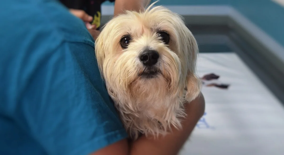 Programa de castração gratuita abre novas vagas para pets em Porto Velho; veja como se cadastrar