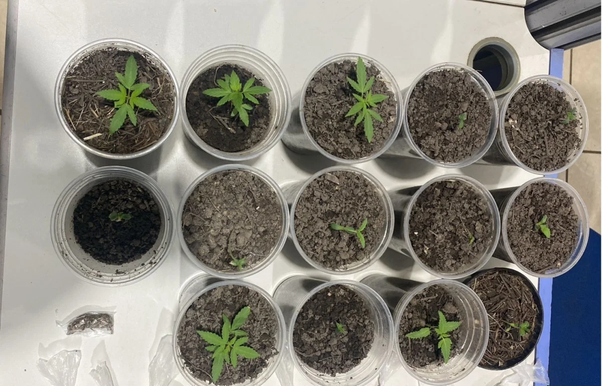 Polícia apreende cultivo de maconha dentro de apartamento em Porto Velho