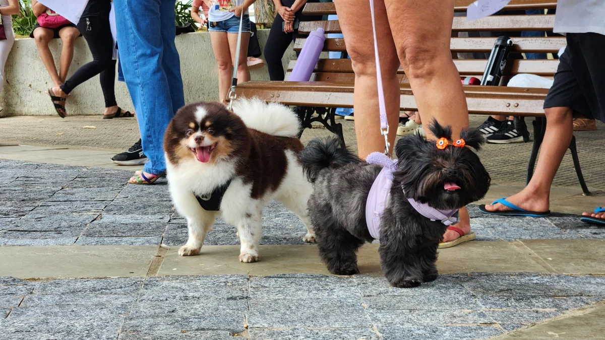 Senado aprova projeto que define regras para guarda compartilhada de pets em caso de divórcio