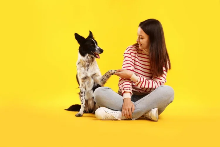 5 técnicas infalíveis para ensinar comandos básicos ao seu cachorro
