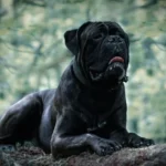 7 raças de cachorro grandes e pretas 