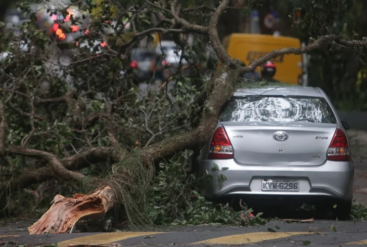 Como acionar o seguro por queda de árvore ou granizo no carro