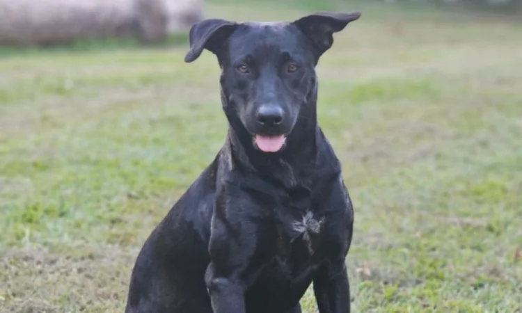 Amado, dócil e feliz: quem era Brutus, o cão morto por bombeiro em Goiânia