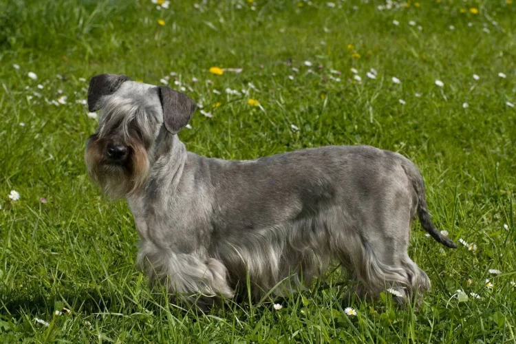 Cesky terrier: conheça as características dessa raça de cachorro 