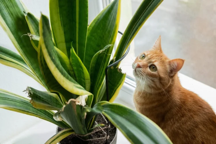 Conheça as plantas consideradas tóxicas para cães e gatos