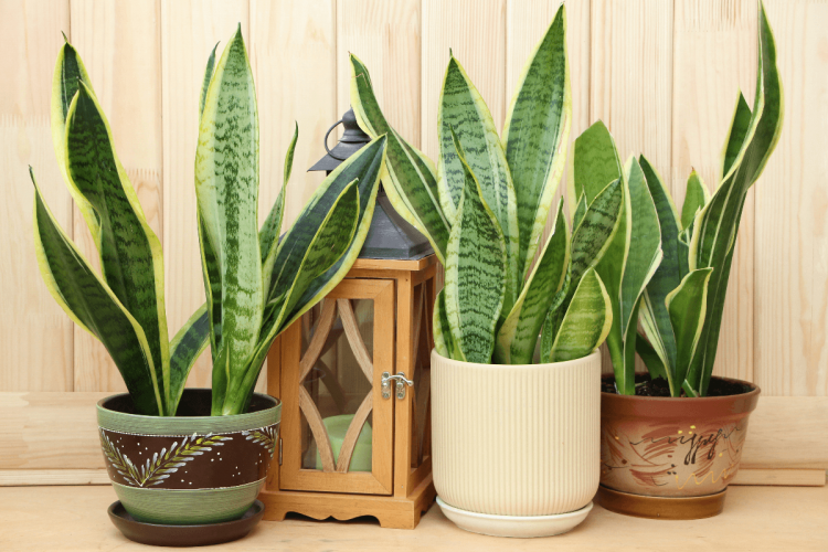 Espada-de-são-jorge: 5 motivos para cultivar a planta que afasta o mau-olhado