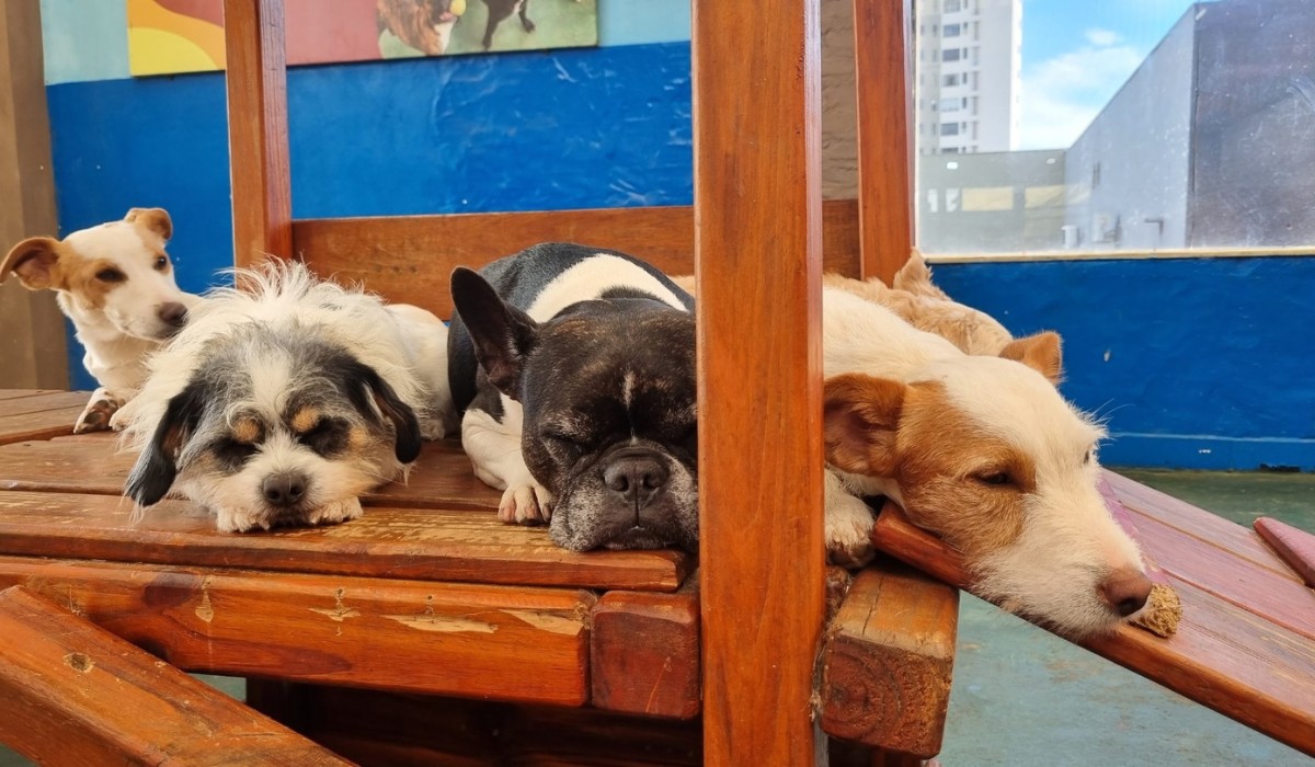 Governo sanciona lei que institui guarda compartilhada de pets em caso de divórcio; veja regras