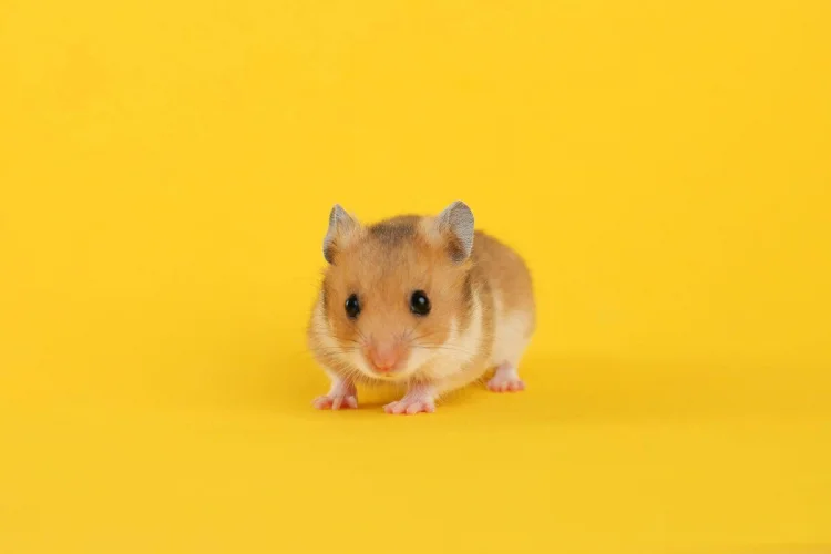 Hamster: 7 curiosidades sobre esse roedor 