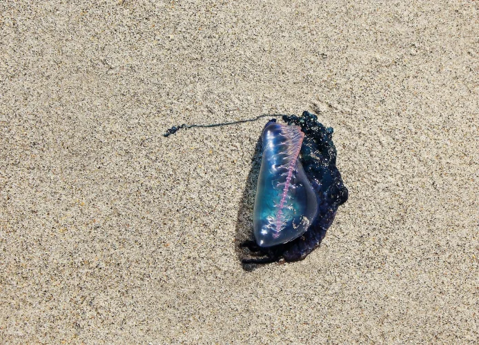 Queimadura por água-viva: o que fazer e informações gerais