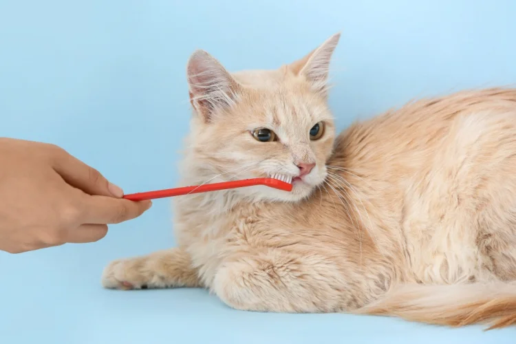 Pet com bafo? 7 causas do mau hálito em cães e gatos