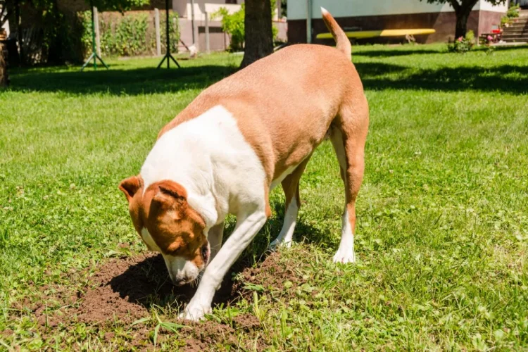 Por que cachorro enterra comida? Descubra os motivos 