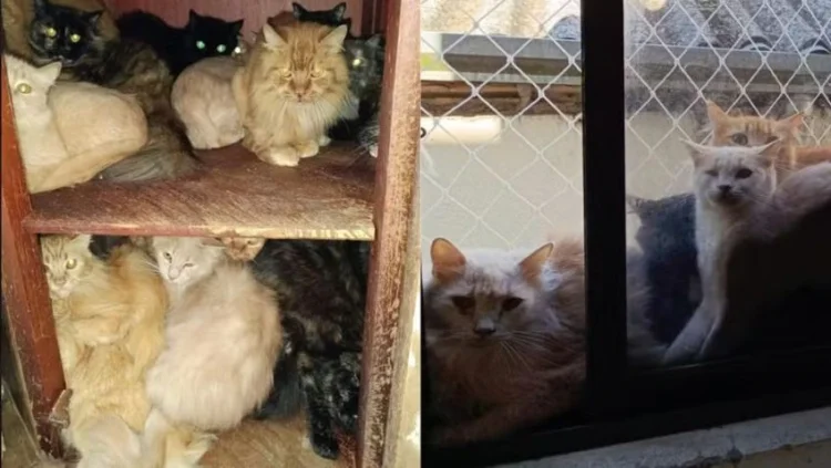 Polícia de SC investiga mulher que mantêm cerca de 400 gatos em apartamento