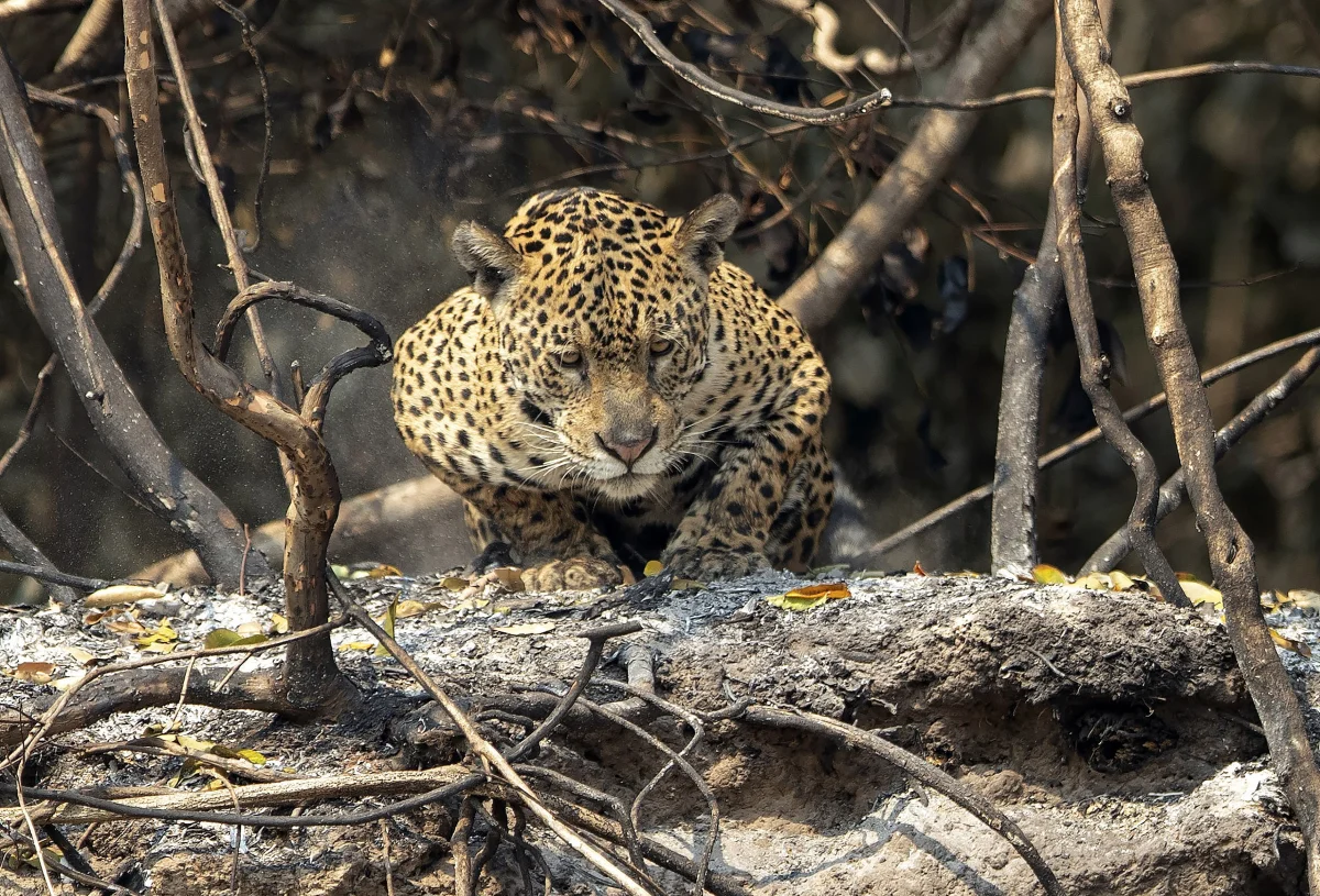 Quaest: 83% dos brasileiros consideram que sociedade precisa dar mais atenção aos animais silvestres