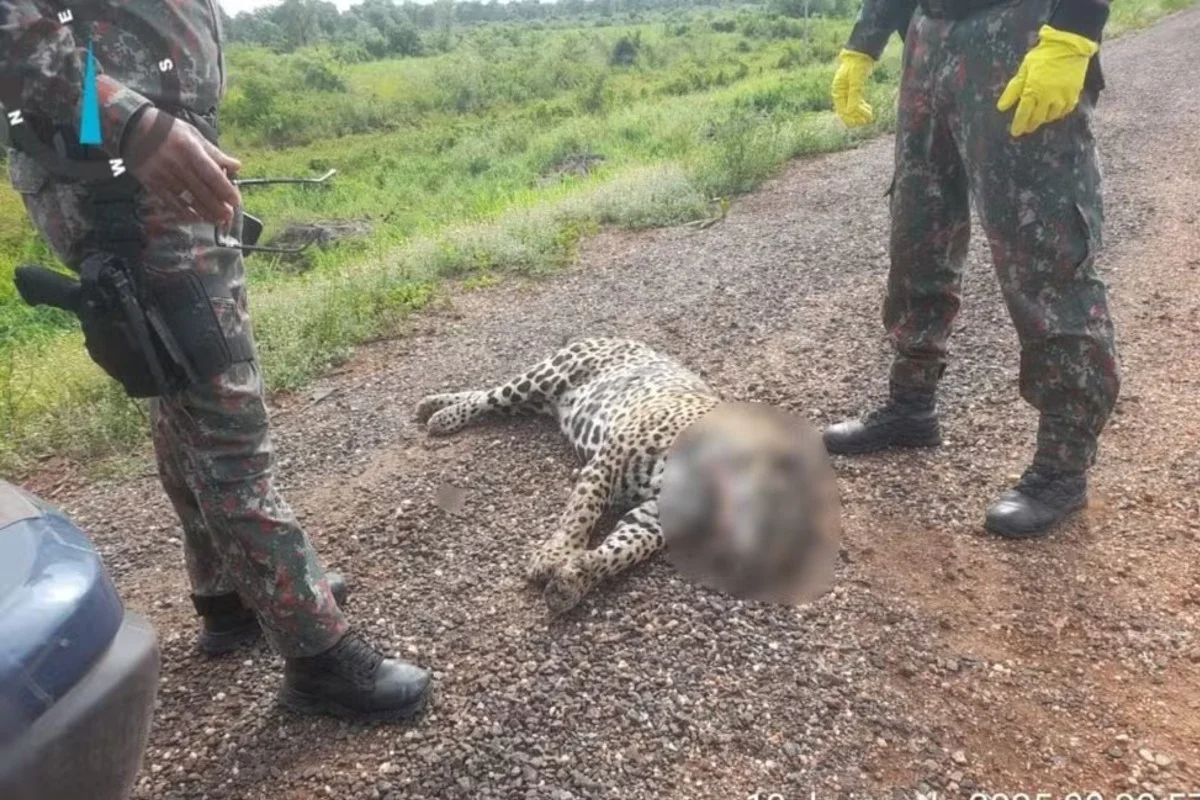 Câmara aprova proposta que pretende reduzir mortes de animais silvestres em rodovias no Brasil
