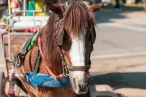 Fim das carroças: proibição avança no Brasil ao unir proteção animal e inclusão