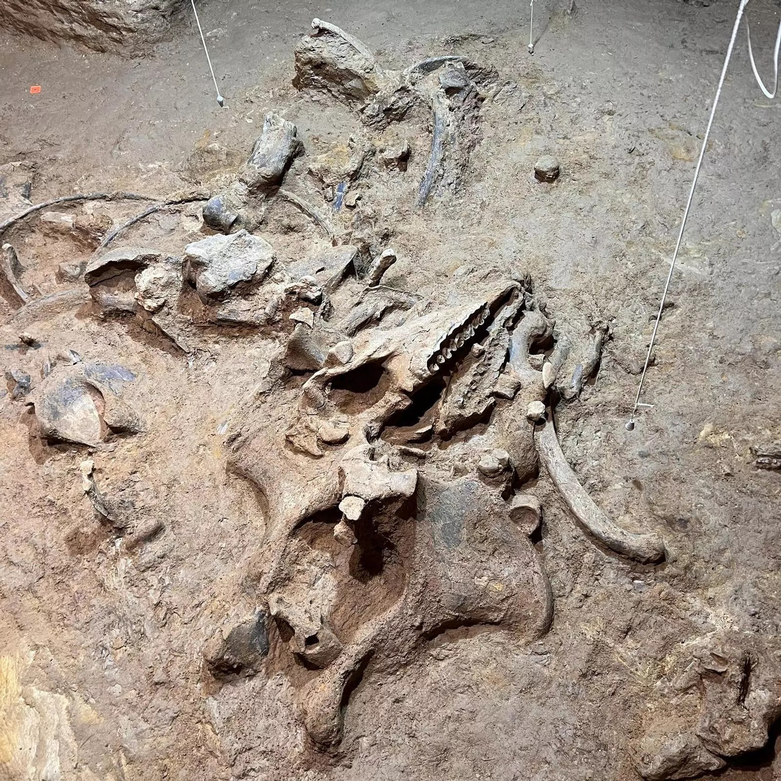 Esqueletos com 200 mil anos de idade são encontrados em caverna em Barcelona