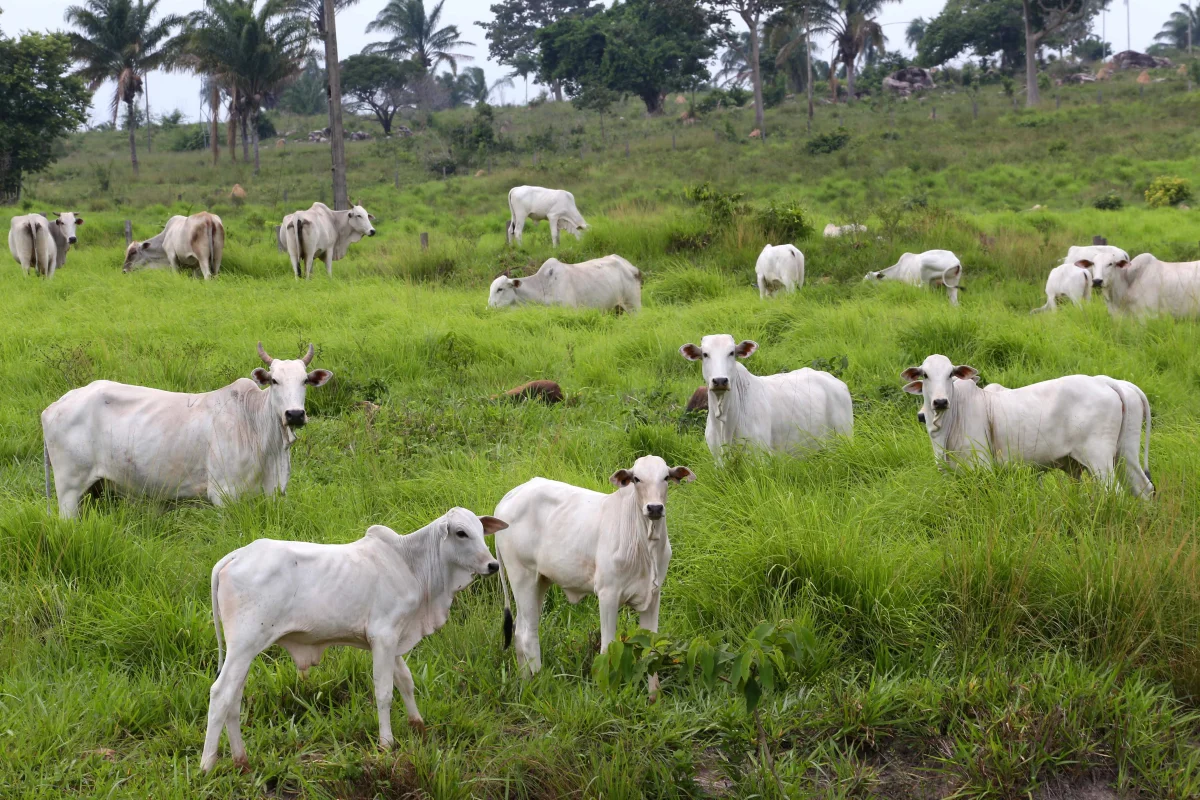 UE não flexibilizará exigências sanitárias para a carne brasileira, diz embaixador da Irlanda, que preside o bloco europeu