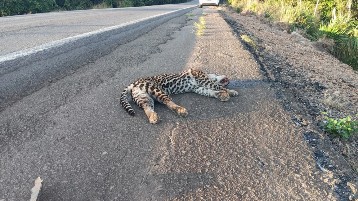 Homem registra jaguatirica morta à beira da BR-364