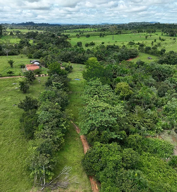 Área equivalente a quase 7 mil campos de futebol: Novo diagnóstico digital revela o sucesso da restauração ecológica em Rondônia
