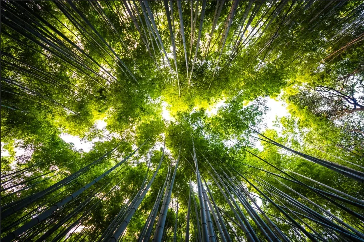 Em Ji-paraná, IDOMED realiza Seminário ESG 2026 com programação gratuita e foco em impacto local Em Ji-paraná, IDOMED realiza Seminário ESG 2026 com programação gratuita e foco em impacto local