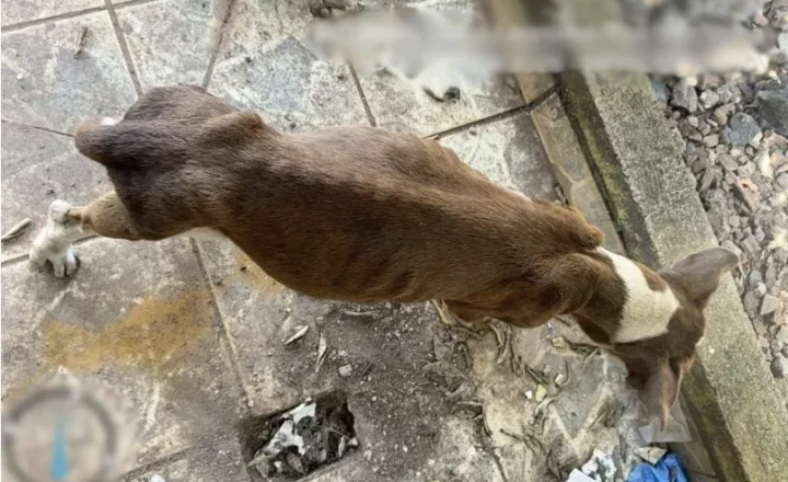 Polícia Civil atua no resgate de cadela em situação de risco