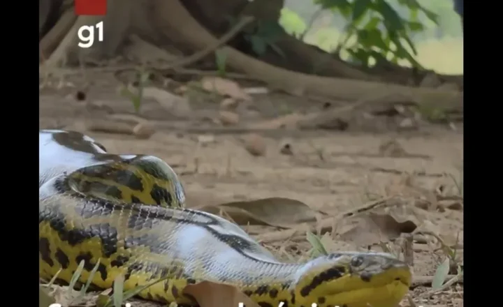 sucuri-amarela é flagrada rastejando nas proximidades de hotel no Pantanal de MT