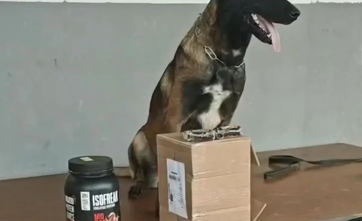 Polícia Civil em ação integrada, intercepta drogas em transportadora