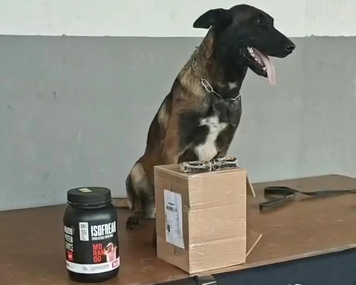 Polícia Civil em ação integrada, intercepta drogas em transportadora
