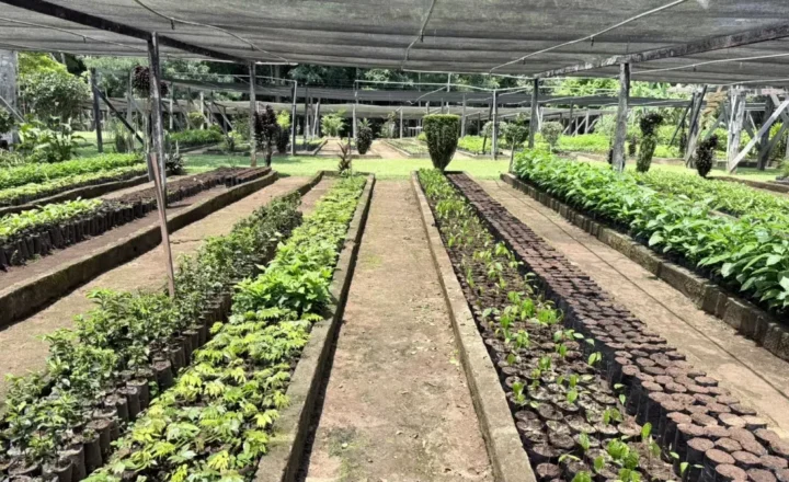 Prefeitura retoma distribuição de mudas no Viveiro Municipal