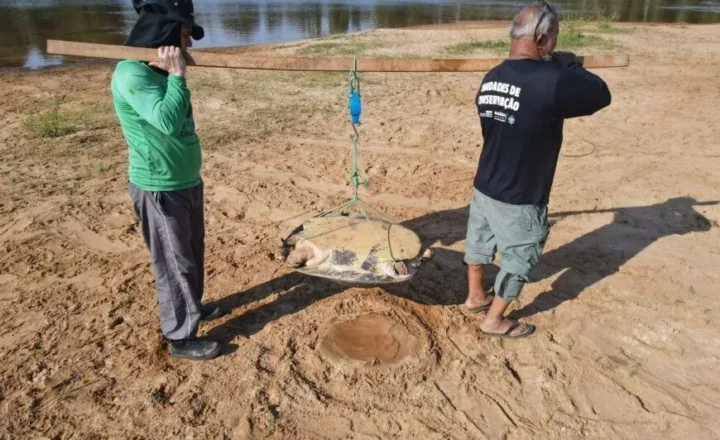 Conservação da biodiversidade é intensificada no Parque Corumbiara com monitoramento da tartaruga-da-Amazônia