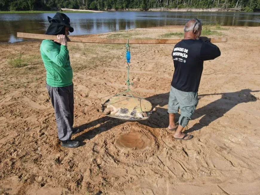 Conservação da biodiversidade é intensificada no Parque Corumbiara com monitoramento da tartaruga-da-Amazônia