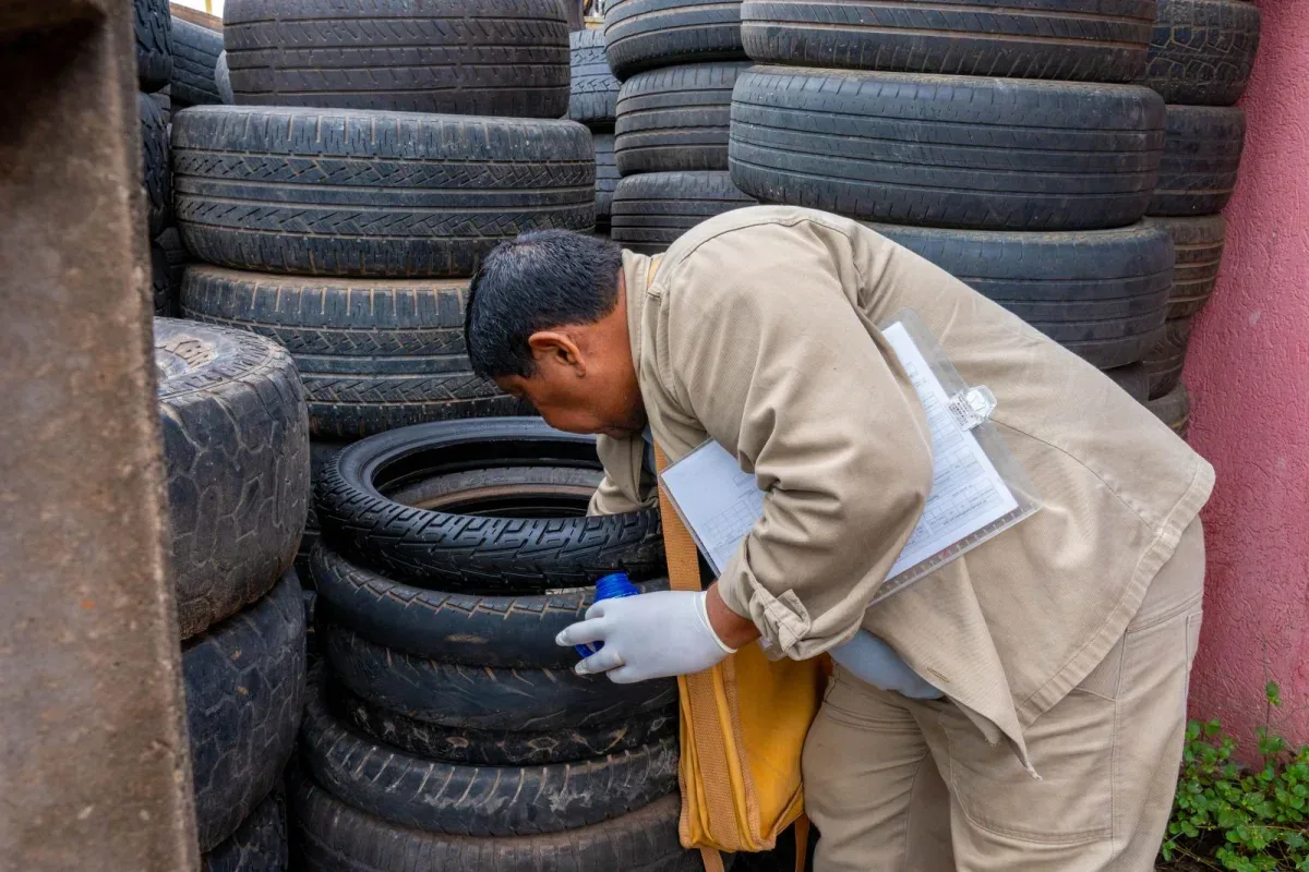 Casos de dengue caem em 2026, mas combate ao mosquito continua essencial