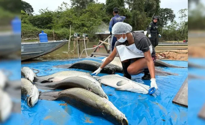 Mais de 18 toneladas de pirarucu invasor são retiradas de reserva em Costa Marques, RO