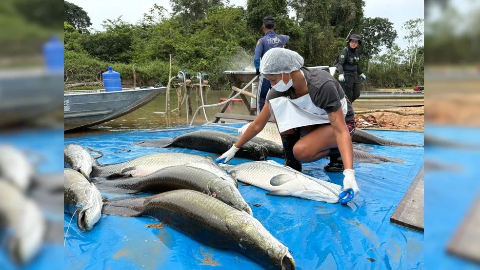 Mais de 18 toneladas de pirarucu invasor são retiradas de reserva em Costa Marques, RO Mais de 18 toneladas de pirarucu invasor são retiradas de reserva em Costa Marques, RO