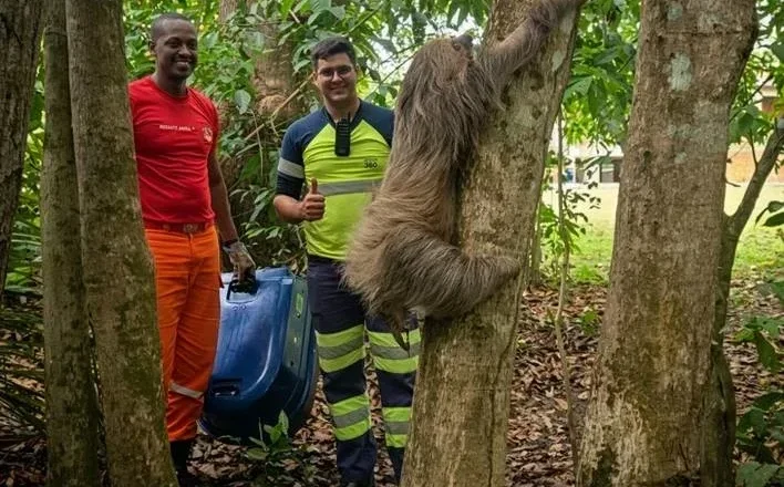Preguiça resgatada à beira da morte na BR-364 se recupera e volta à natureza   