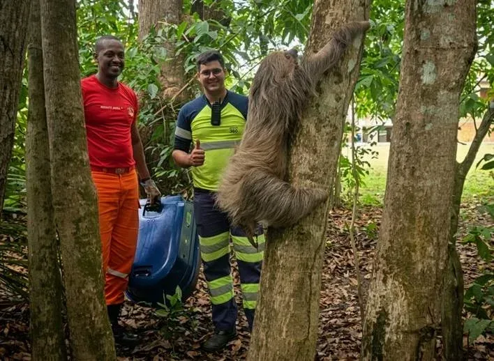 Preguiça resgatada à beira da morte na BR-364 se recupera e volta à natureza   