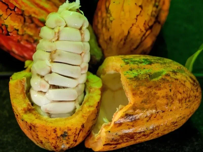 Rondônia tem seis produtores entre os 20 finalistas do Concurso Nacional de Cacau